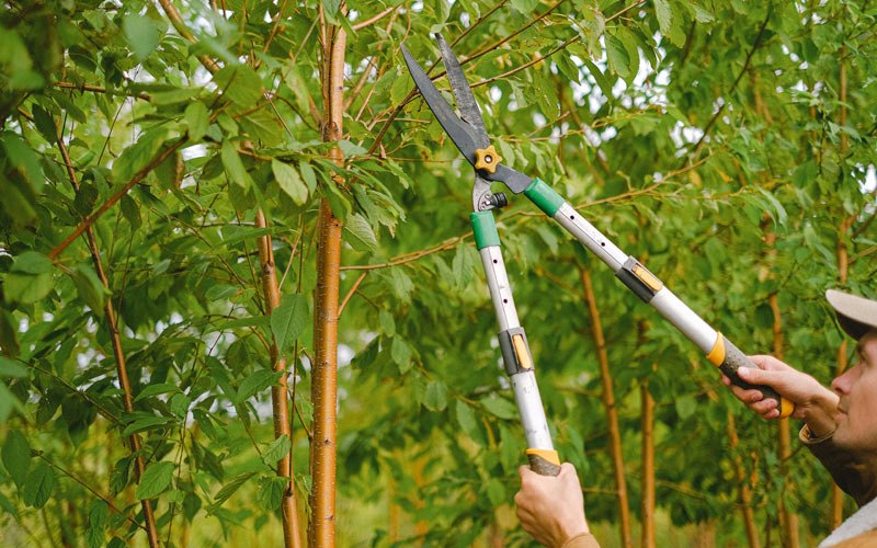 Tree trimming in Boring, OR